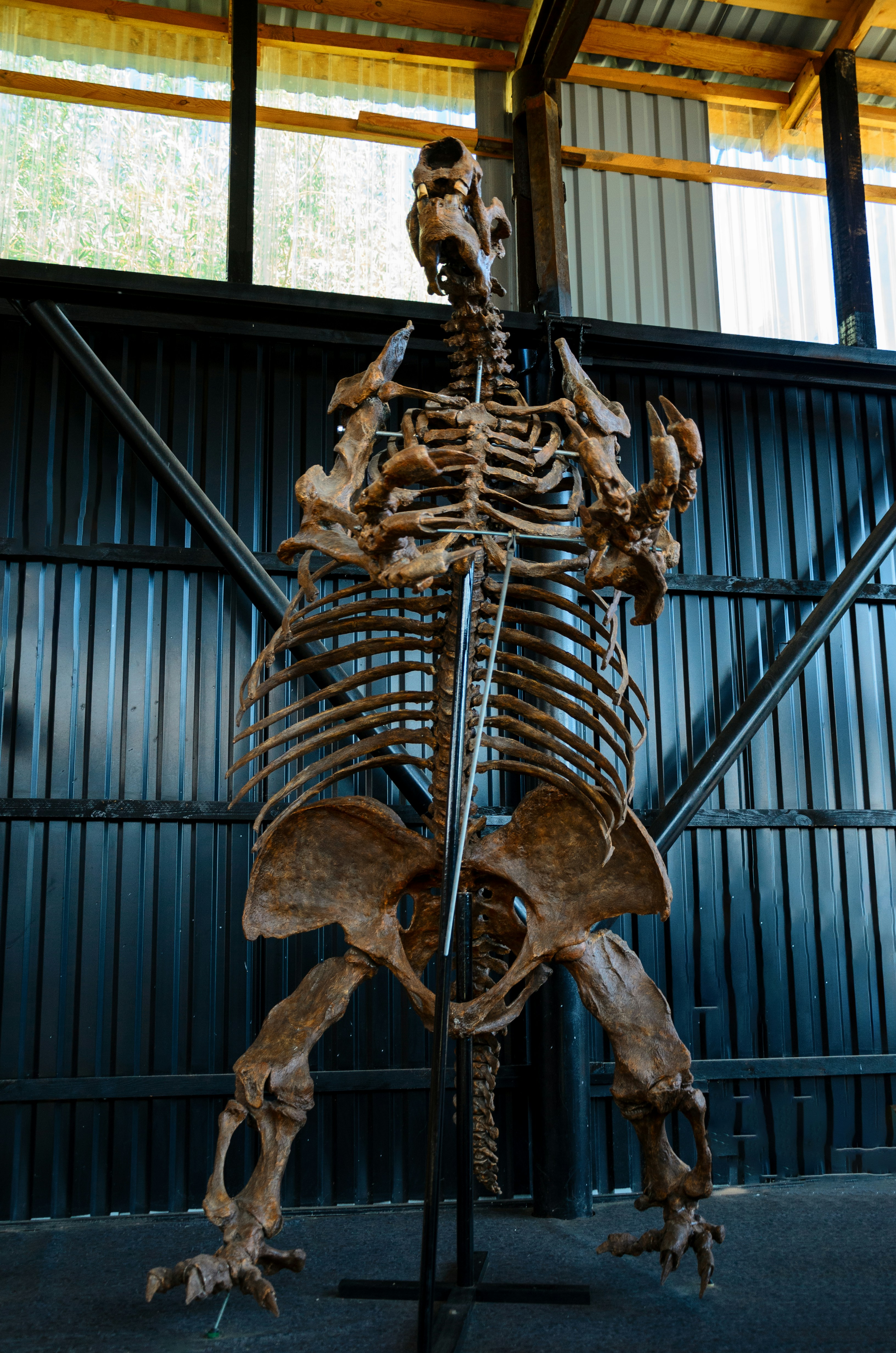 The Stealthy Pseudaelurus (image credits: unsplash)