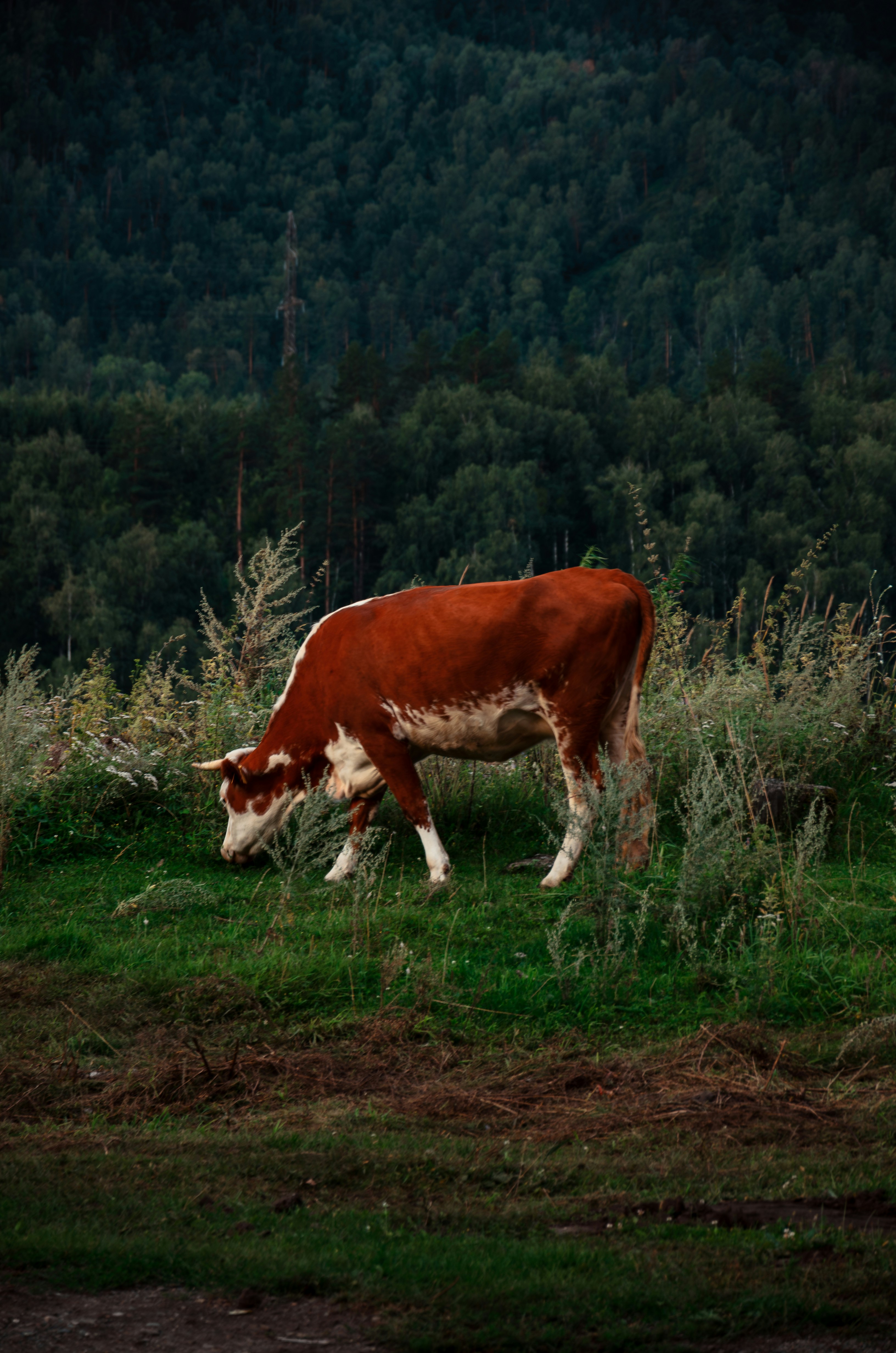 Photo by litvinov