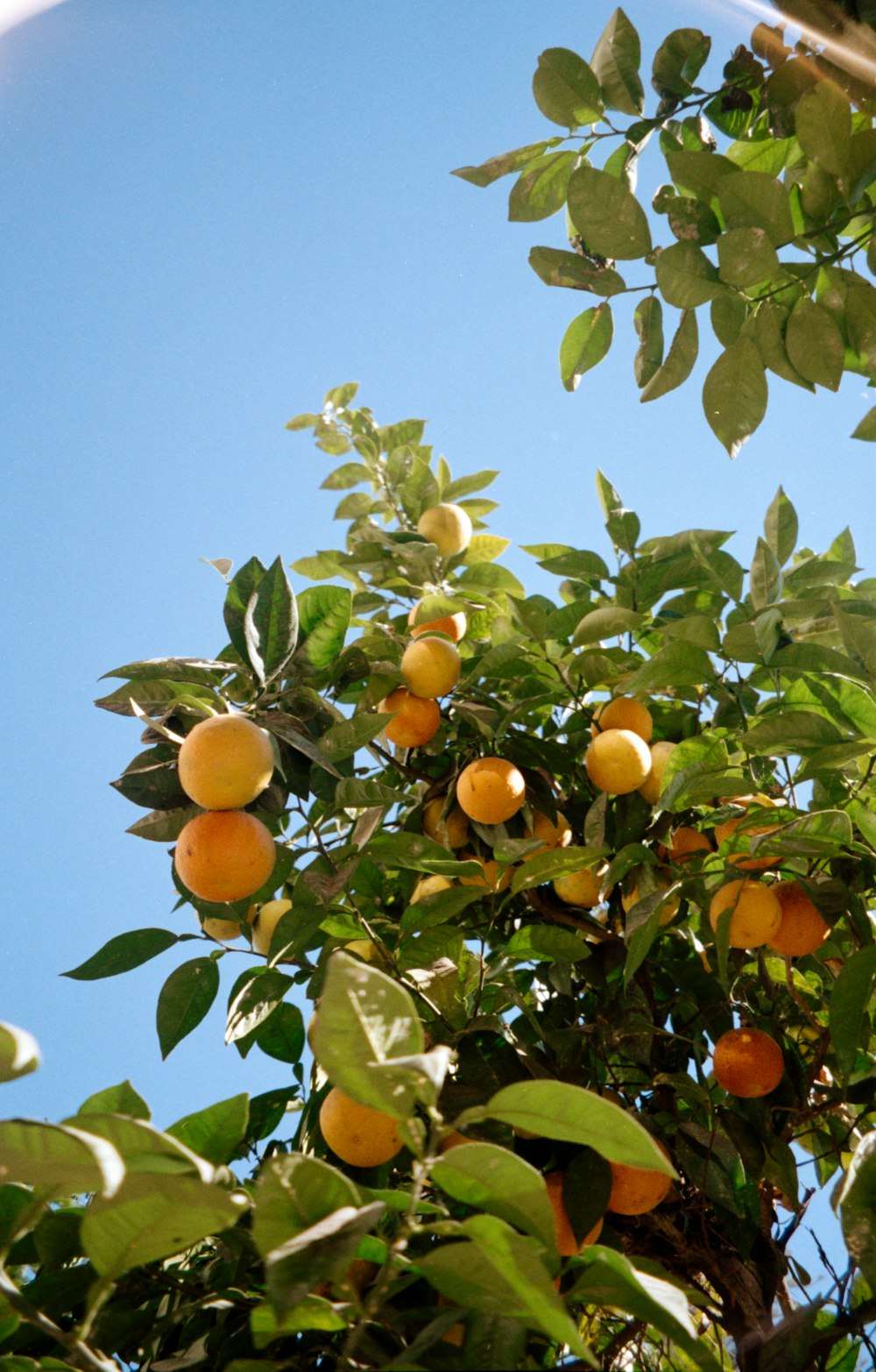 a tree filled with lots of oranges under a blue sky