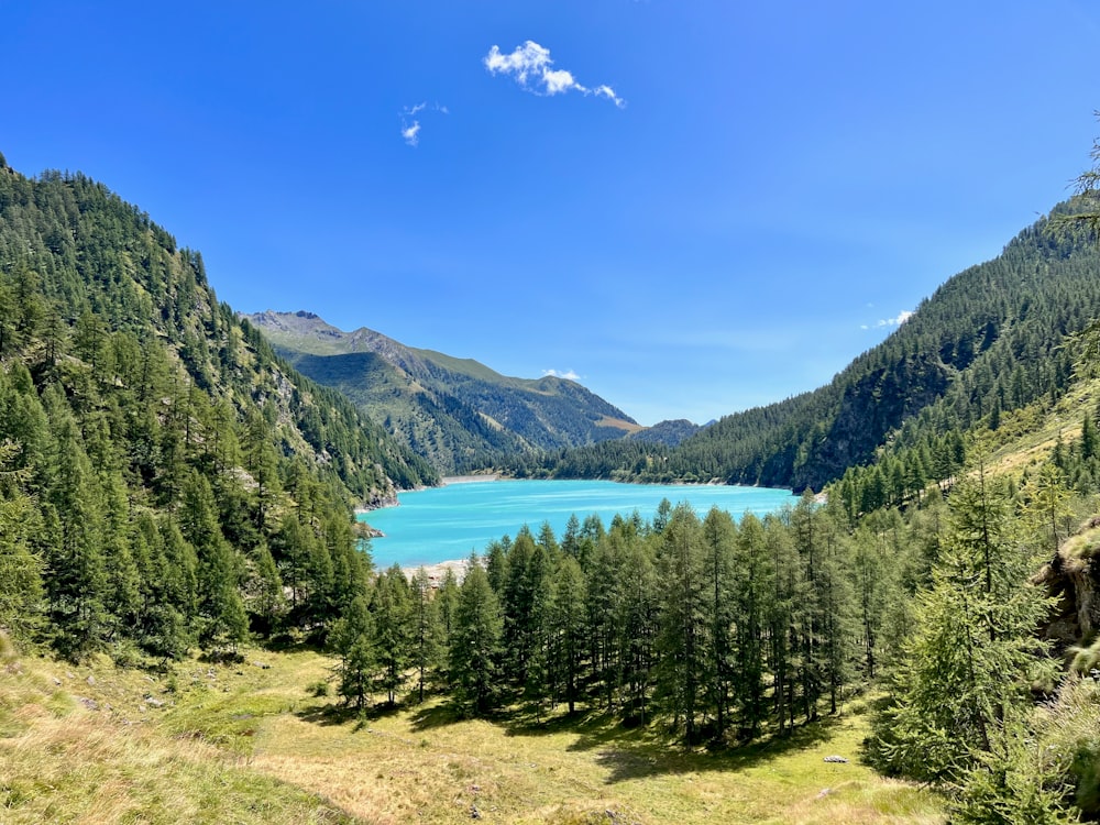 Una vista de un lago rodeado de árboles