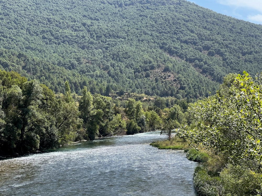 a river running through a lush green forest