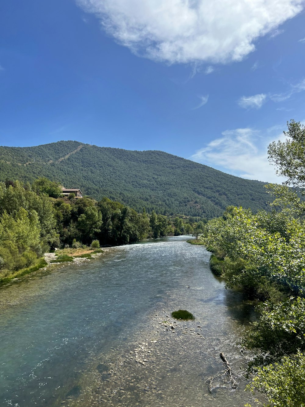 a river running through a lush green forest