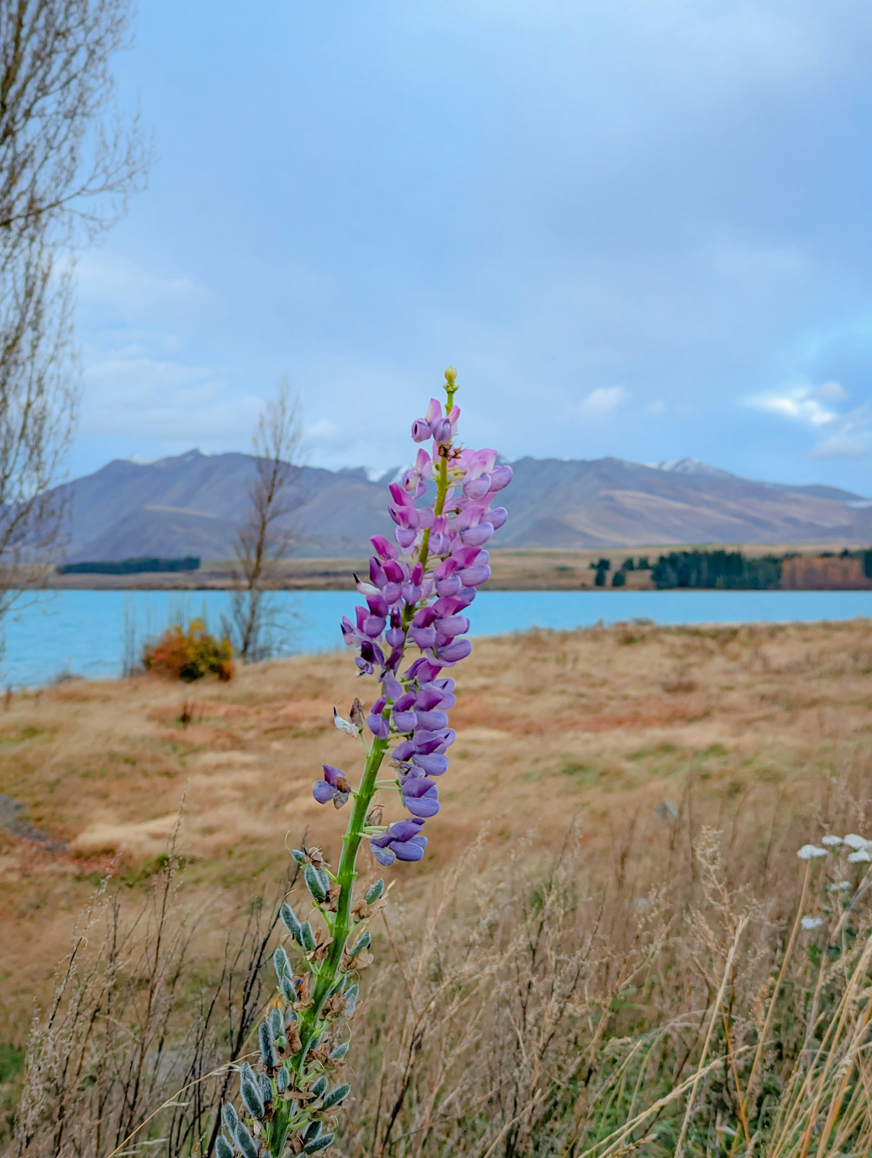 a purple flower in a field with a lake in the background