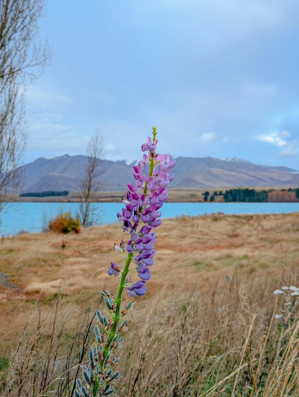 a purple flower in a field with a lake in the background