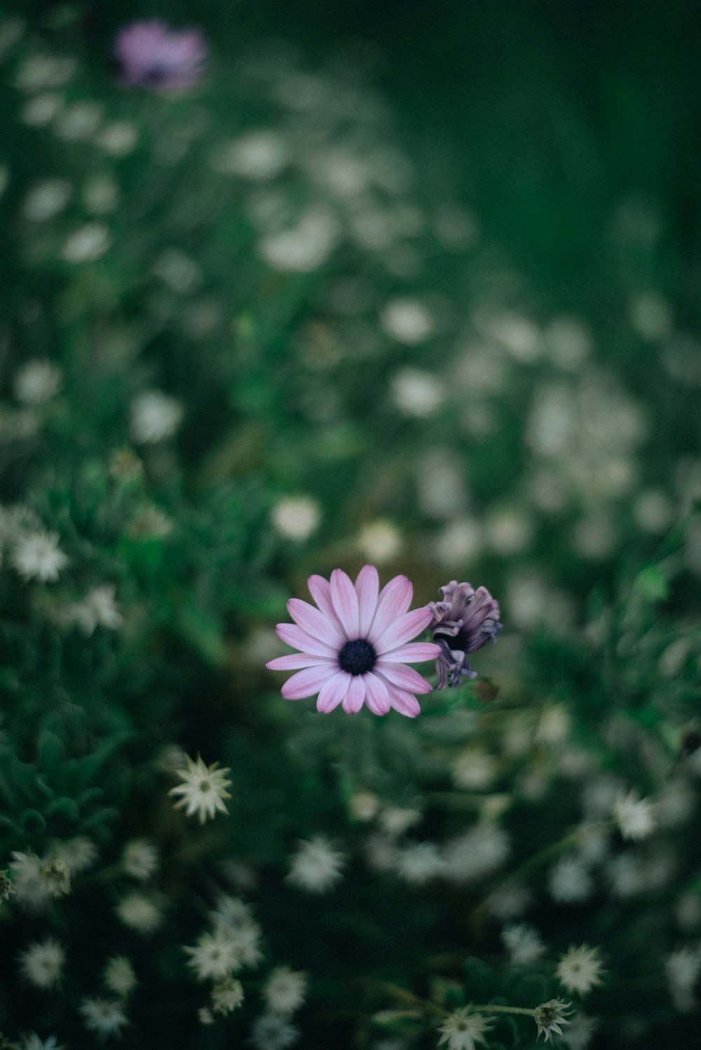 a flower that is sitting in the grass