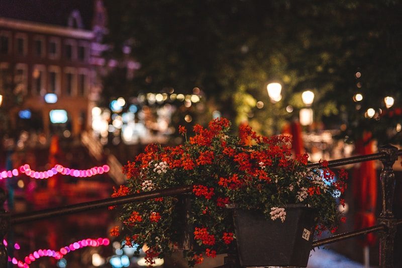 a potted plant with red flowers sitting on a railing