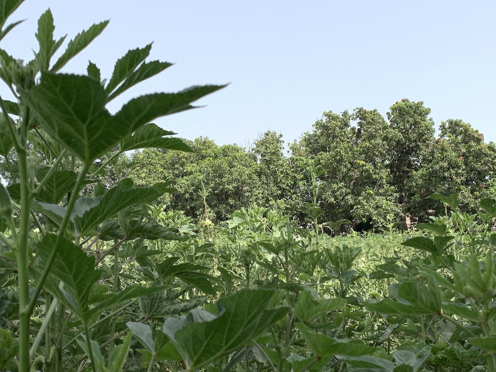 a lush green forest filled with lots of trees