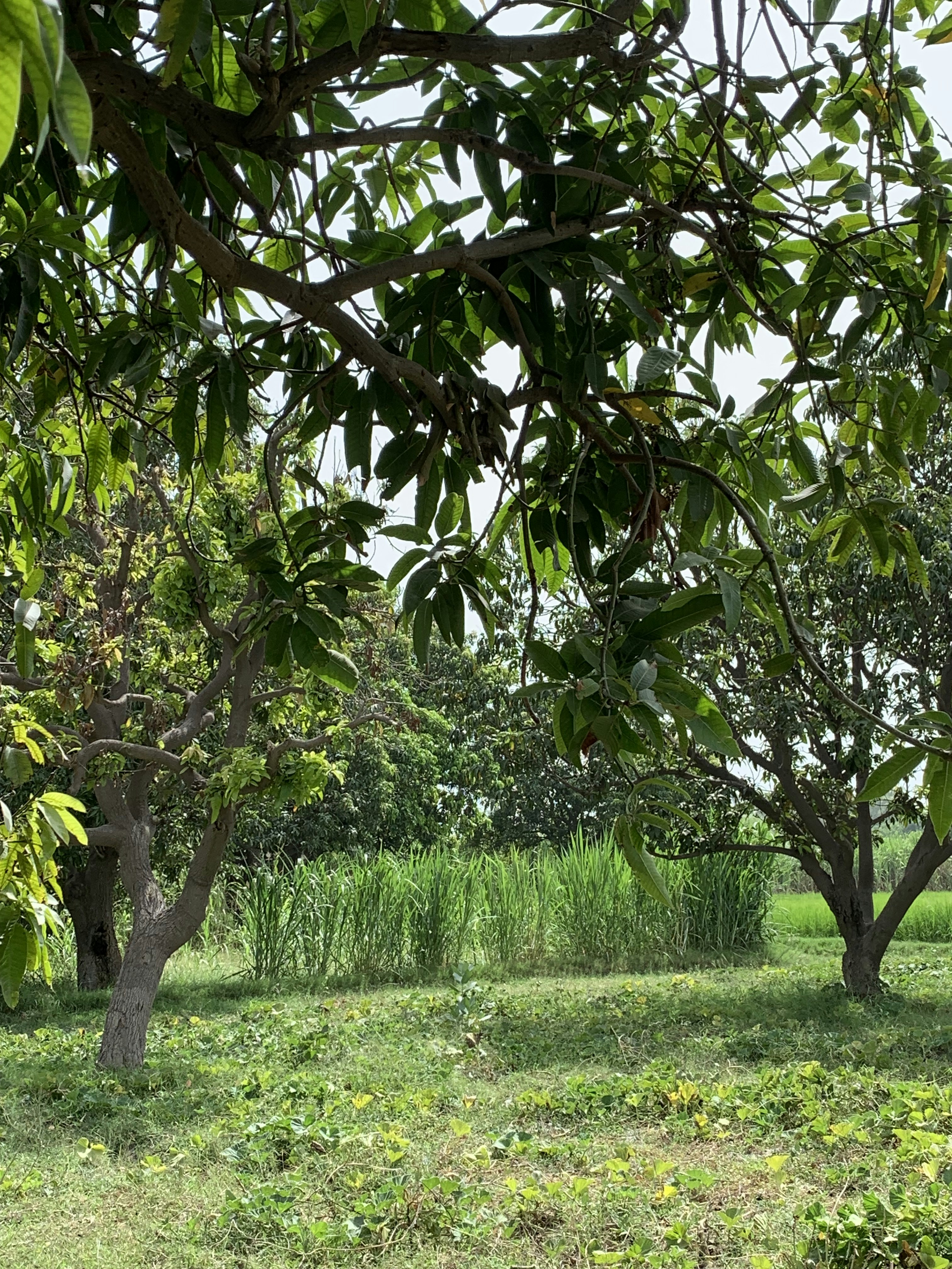 Photo by abdullahsajjad026