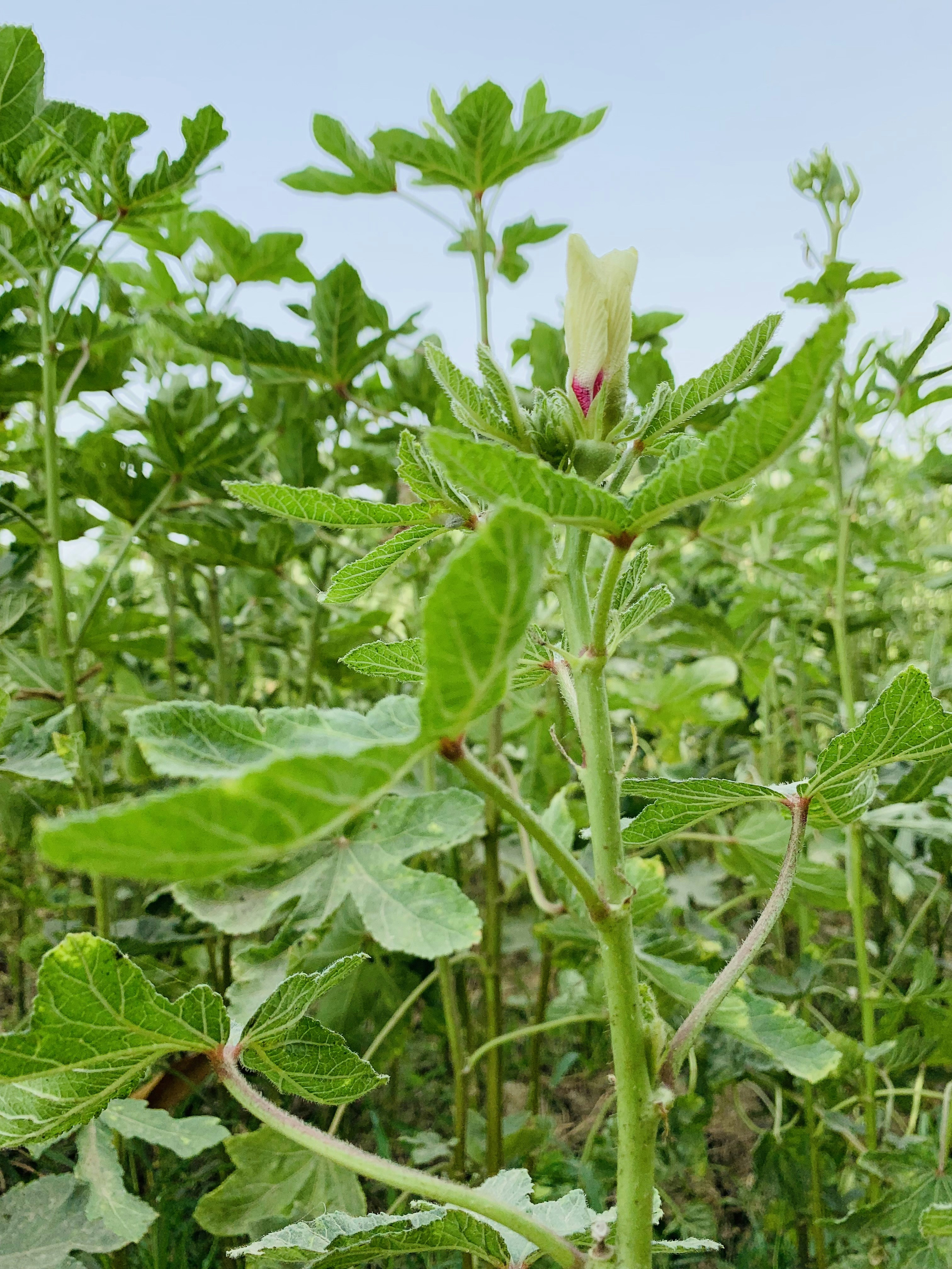 Photo by abdullahsajjad026