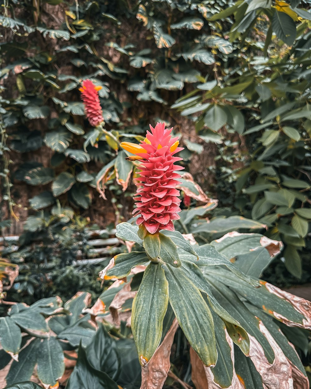 a plant with red flowers and green leaves