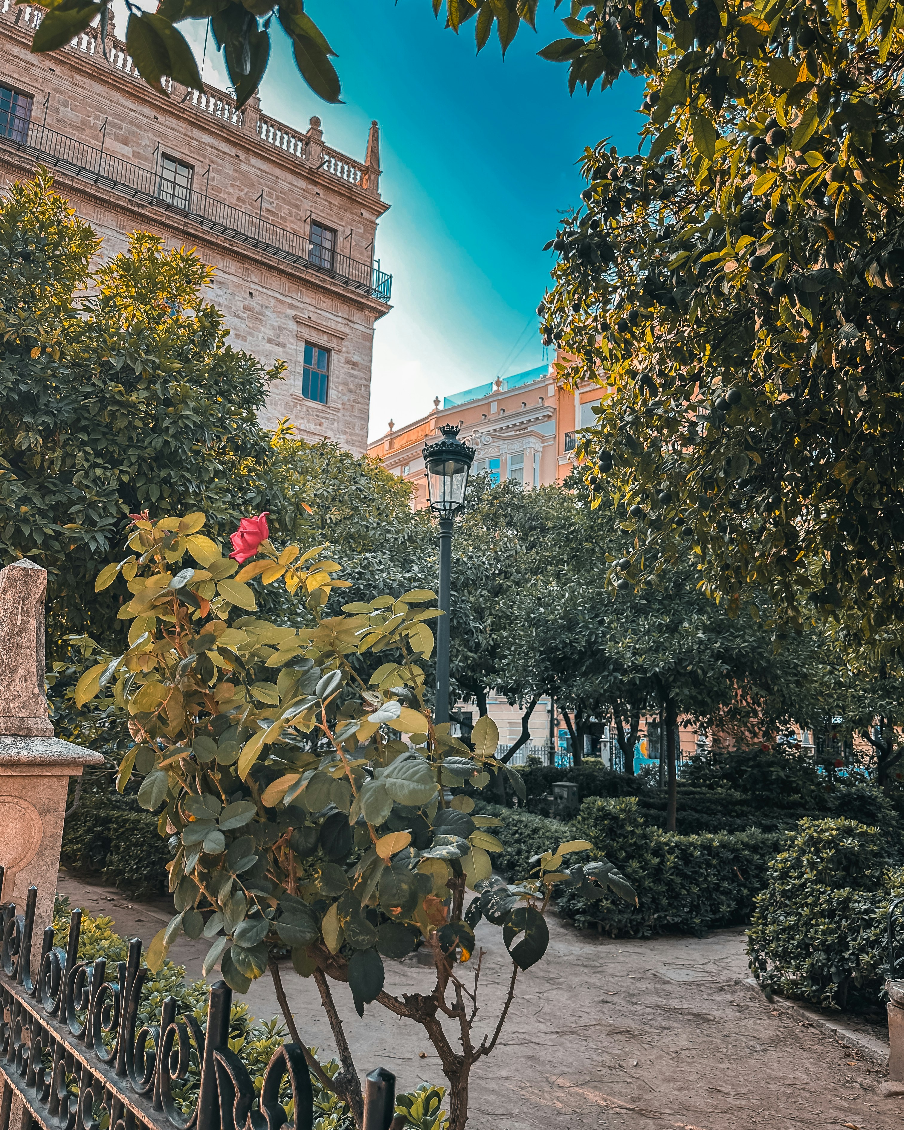 📸 In the heart of Valencia, a symphony of red blooms adds an enchanting touch to the city's charisma. From charming alleyways to bustling plazas, these vibrant flowers weave a tale of colour and life amidst the urban landscape.