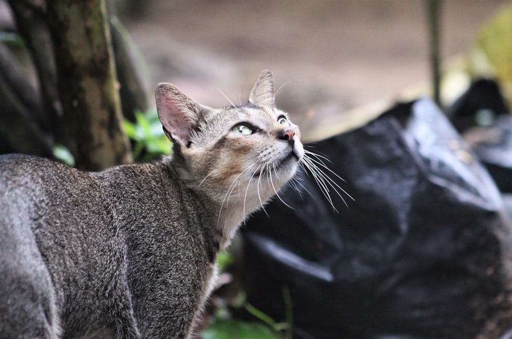 a cat standing next to a pile of garbage