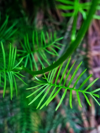 Vibrant green fern-like leaves set against a blurred background, showcasing a natural and lush environment. The leaves appear fresh and delicate, with intricate details visible in each leaflet.