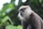 A monkey with an expressive face and distinctive grayish-black fur is positioned prominently against a blurred background of lush green foliage. The monkey's mouth is open, possibly in a vocalization or sign of emotion, and its fur around the face appears soft and well-defined.