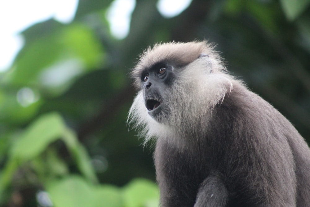 a monkey sitting on top of a tree branch