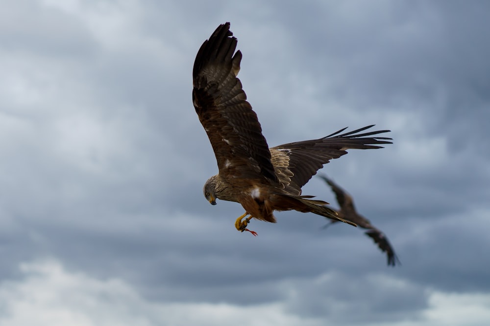 a large bird of prey flying through the air