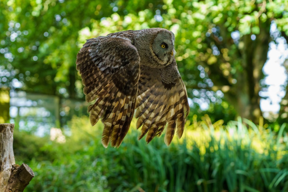an owl flying through the air above a lush green forest