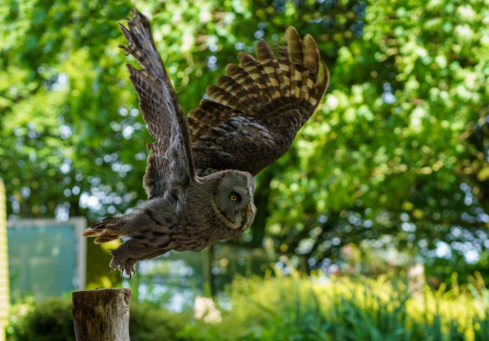 an owl flying over a wooden post in a park