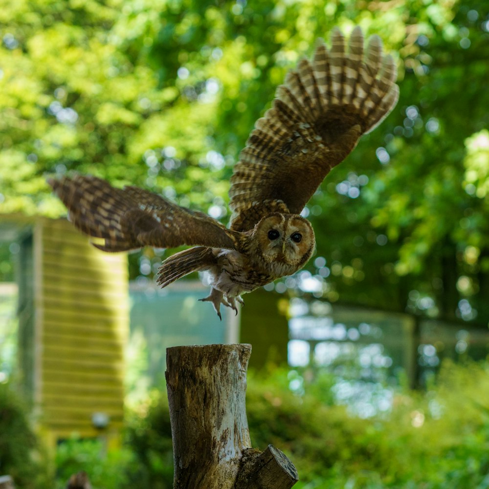 an owl is perched on top of a tree stump