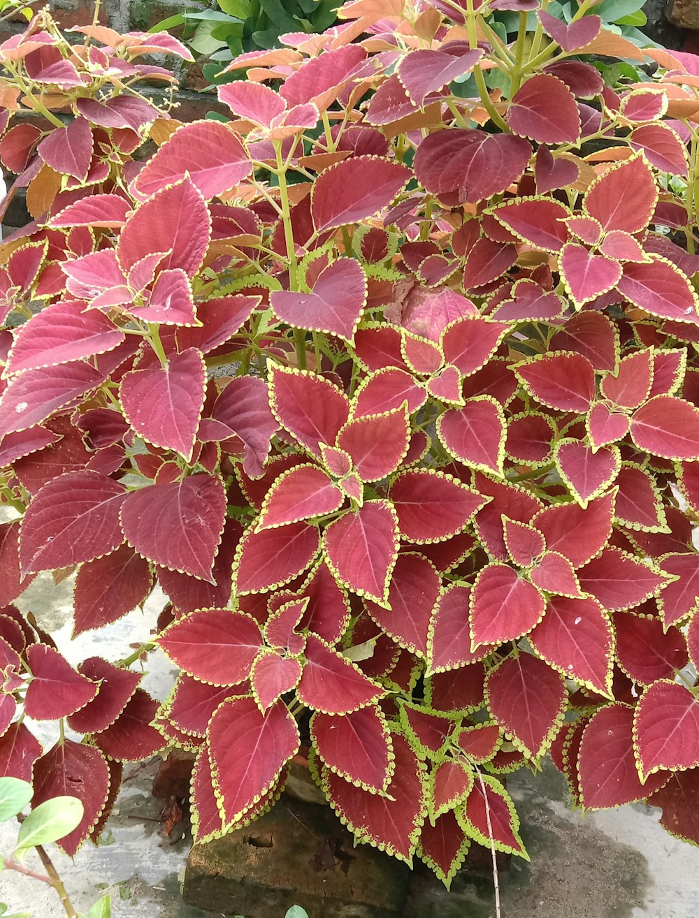 Un primer plano de una planta con hojas rojas