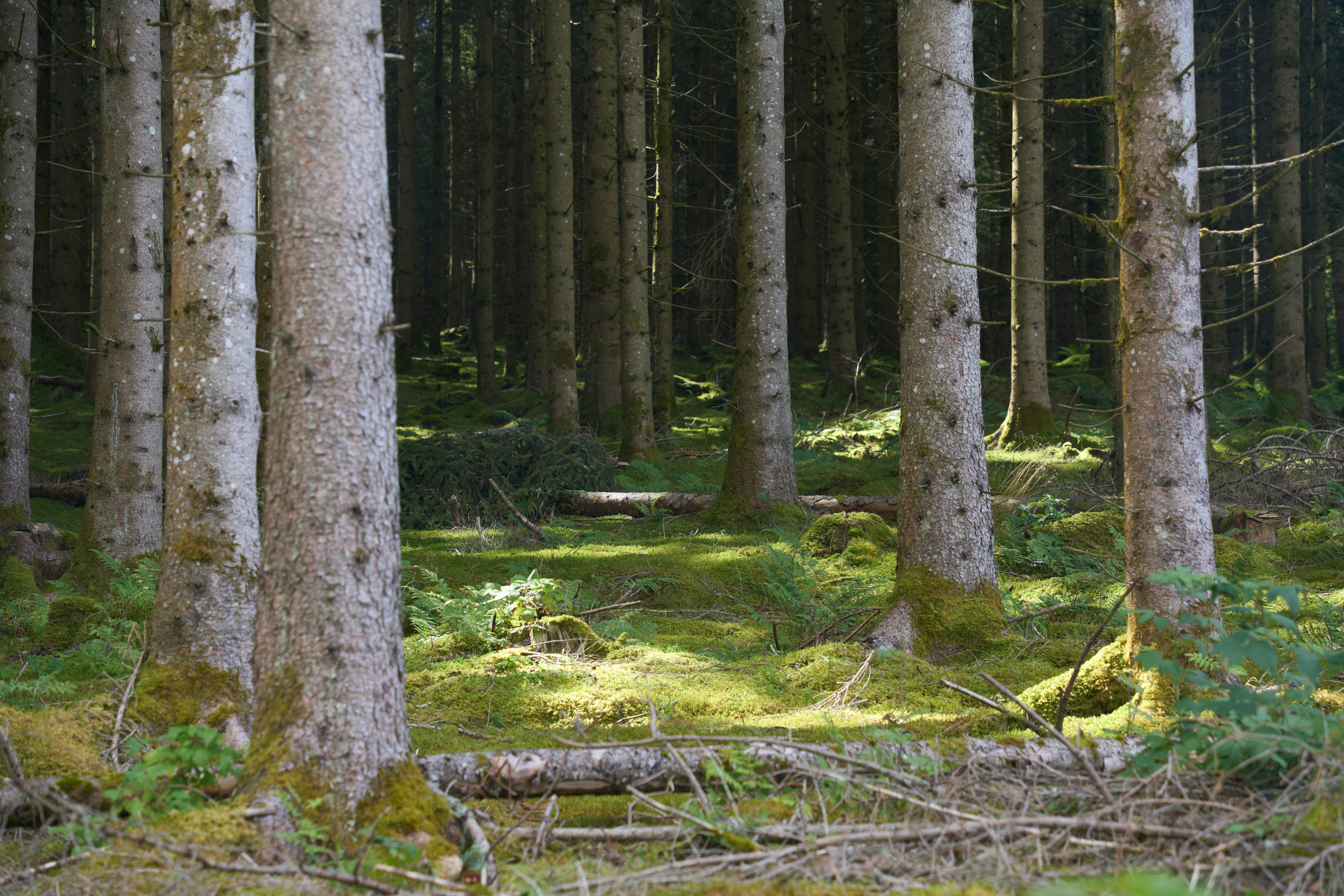 Photo by wolfgang_hasselmann