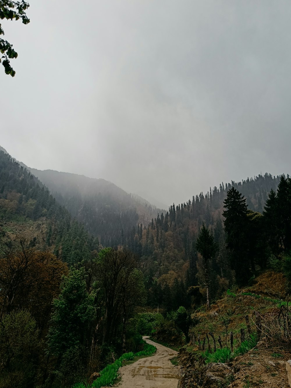 a dirt road in the middle of a forest