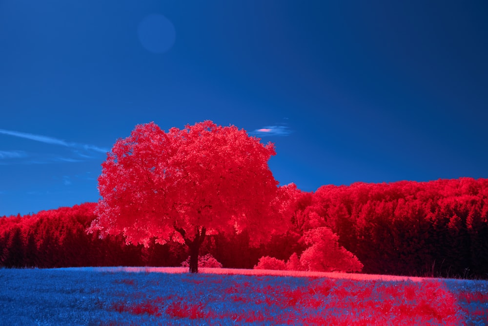 a red tree in the middle of a field