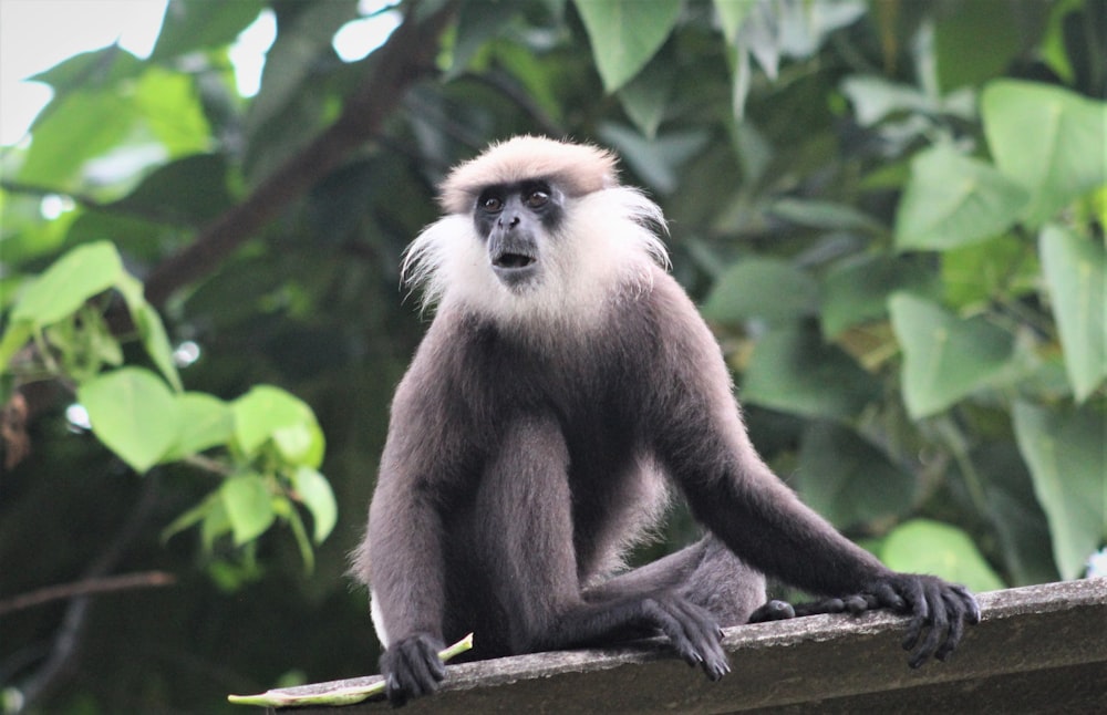 a monkey sitting on top of a wooden fence