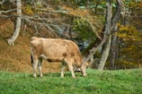 A brown cow is grazing on lush green grass in a serene, wooded area. The background features tall trees with autumn-colored leaves, suggesting a peaceful rural setting.