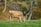 A brown cow is grazing on lush green grass in a serene, wooded area. The background features tall trees with autumn-colored leaves, suggesting a peaceful rural setting.