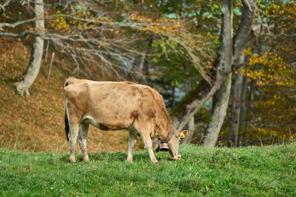 A brown cow is grazing on lush green grass in a serene, wooded area. The background features tall trees with autumn-colored leaves, suggesting a peaceful rural setting.
