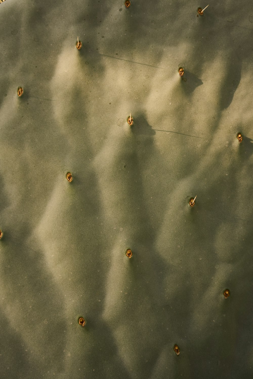 a close up of a cactus with many small flowers
