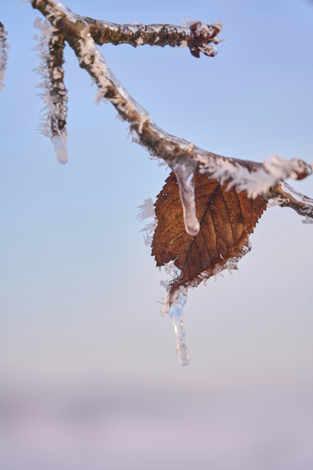 a frozen leaf hanging from a tree branch