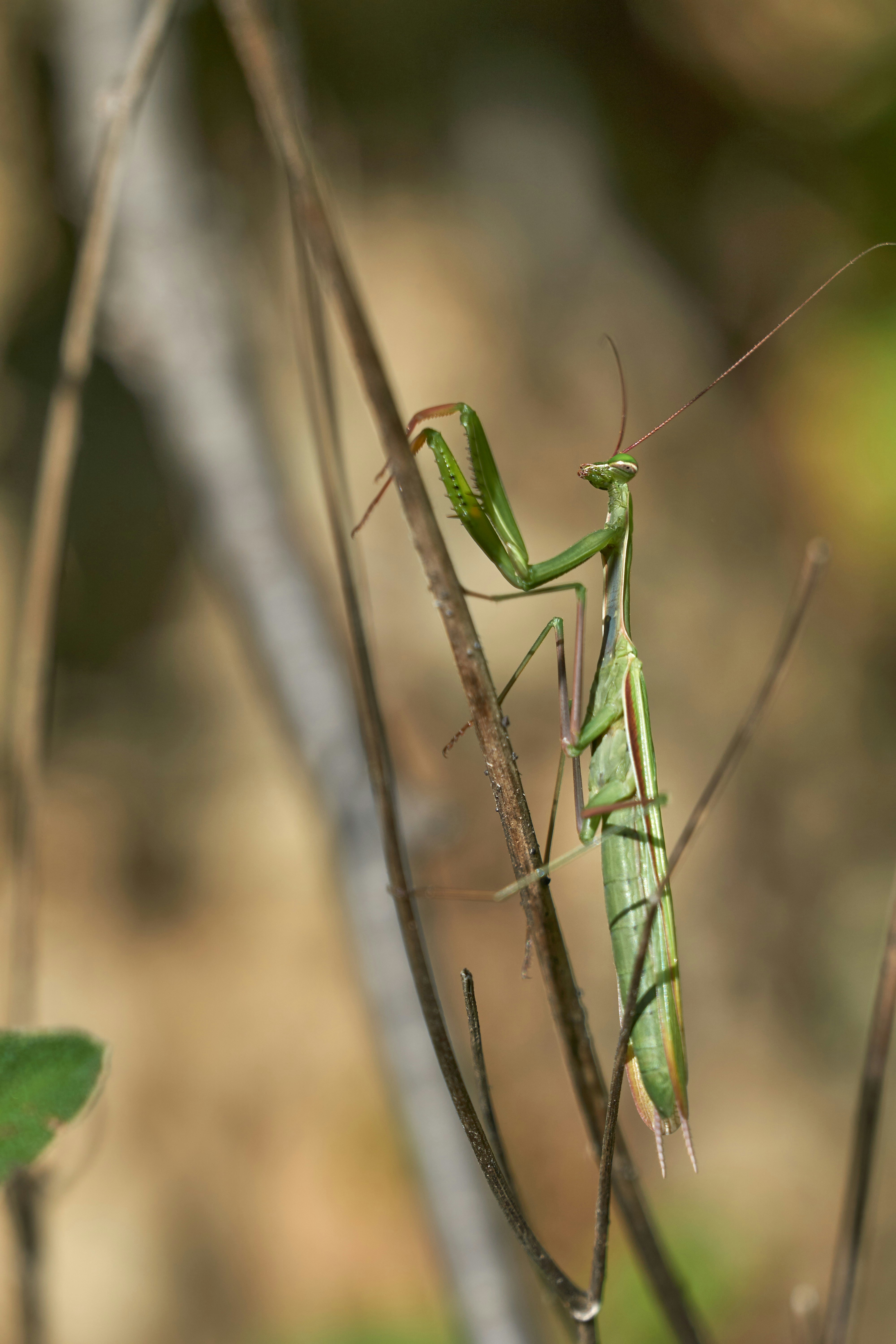 Photo by wolfgang_hasselmann