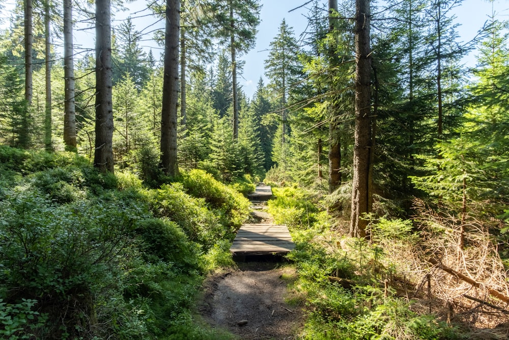 a path in the middle of a forest surrounded by tall trees