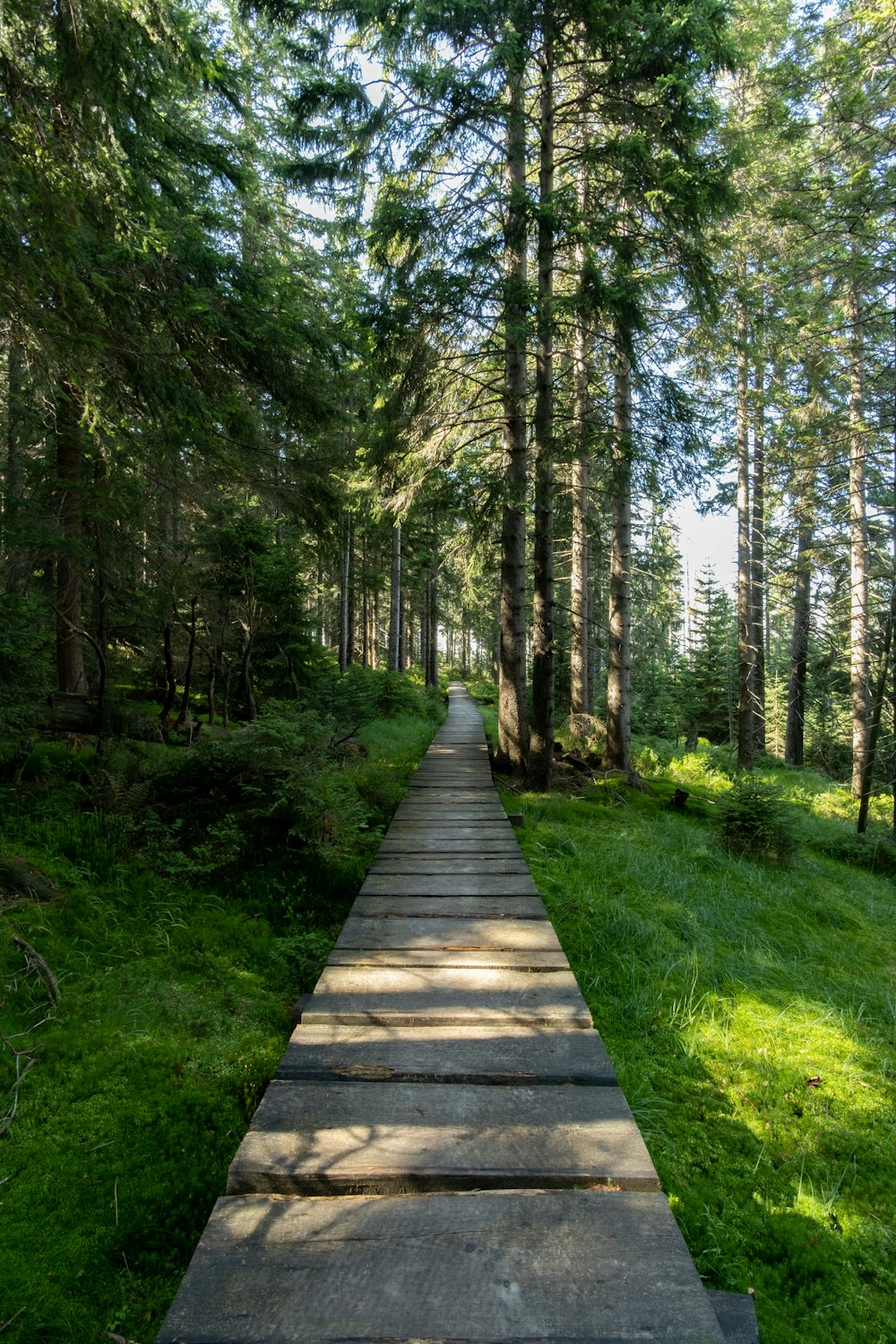 a wooden path in the middle of a forest