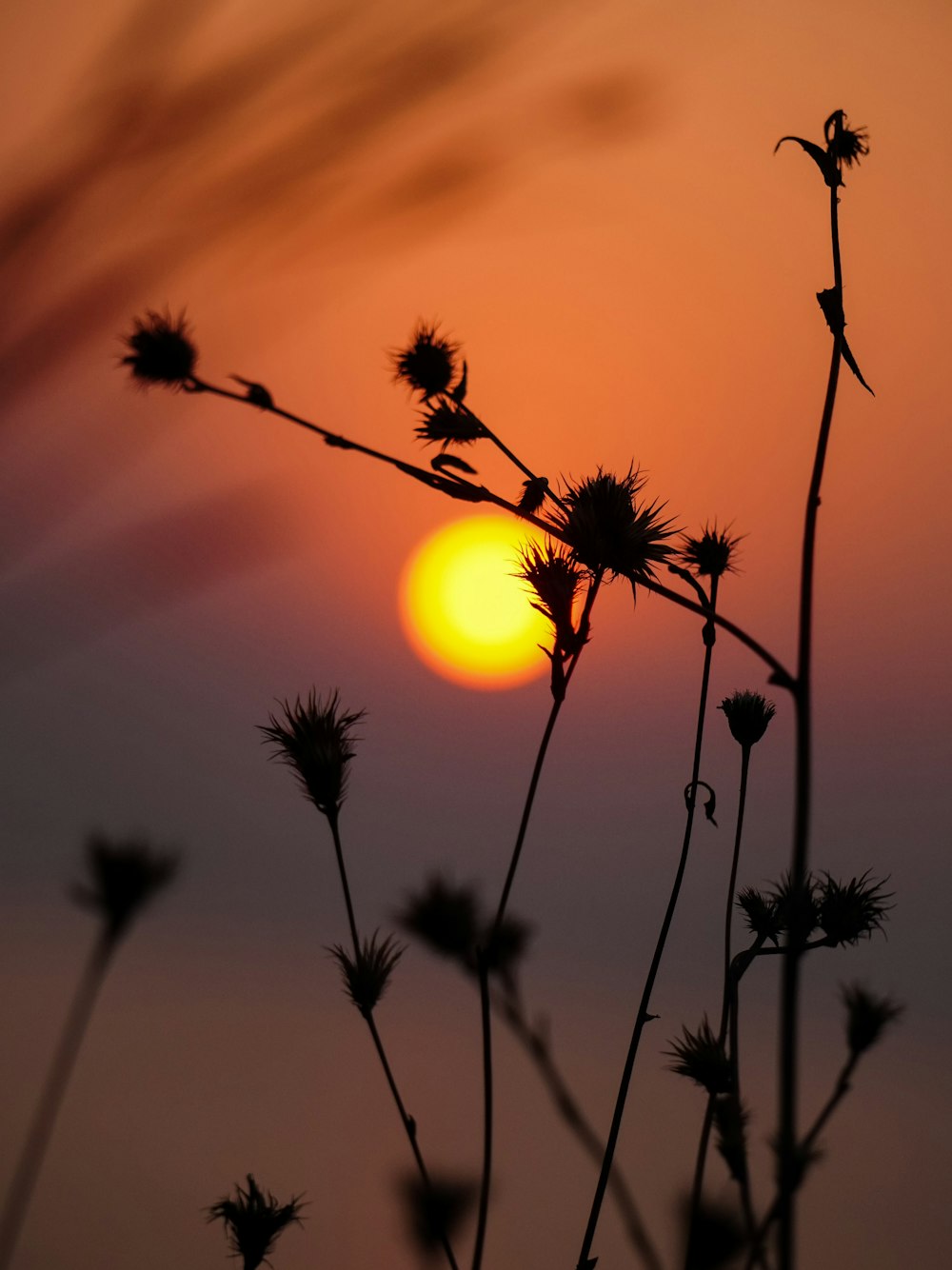 Le soleil se couche sur un champ de fleurs