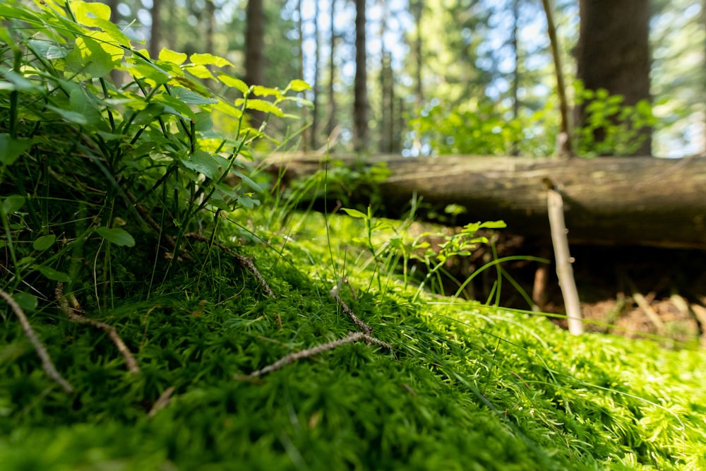 a mossy area with a fallen tree in the background