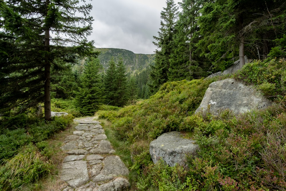 a stone path in the middle of a forest