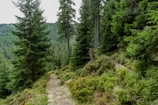 A serene landscape with a winding path through a forest.