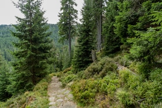 A serene landscape with a winding path through a lush forest.