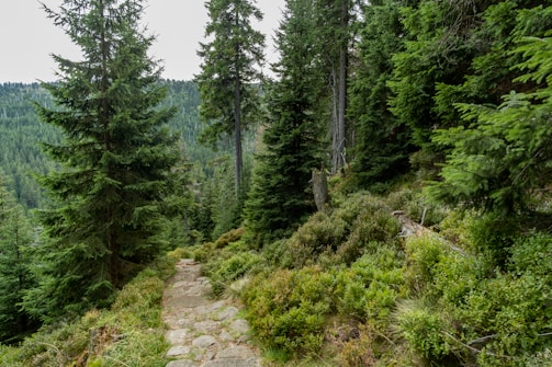 A serene landscape with a winding path through a lush forest.