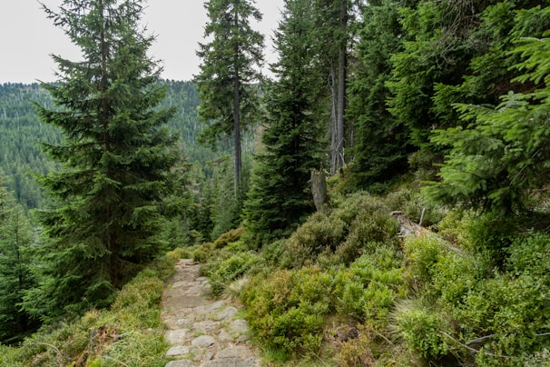 A serene landscape with a winding path through a forest.