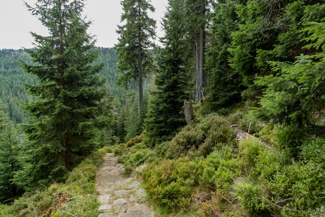 A serene landscape with a winding path through a tranquil forest.