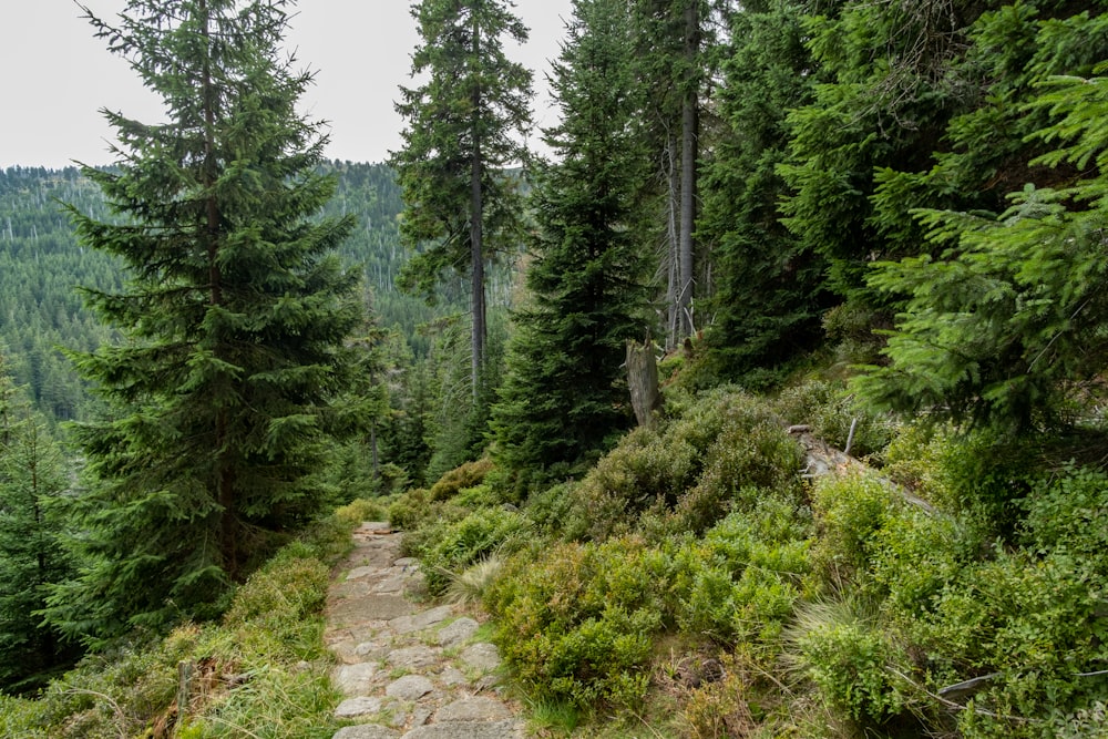 a path in the middle of a forest with lots of trees