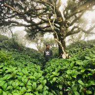 A model wearing a deep green hoodie standing beside a moss-covered log in a dense forest.