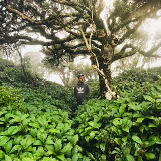 A model wearing a deep green hoodie standing beside a moss-covered log in a dense forest.