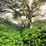 A cozy hoodie hanging on a wooden branch surrounded by lush Monteverde cloud forest greenery.