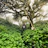 A cozy hoodie hanging on a wooden branch surrounded by lush Monteverde cloud forest greenery.