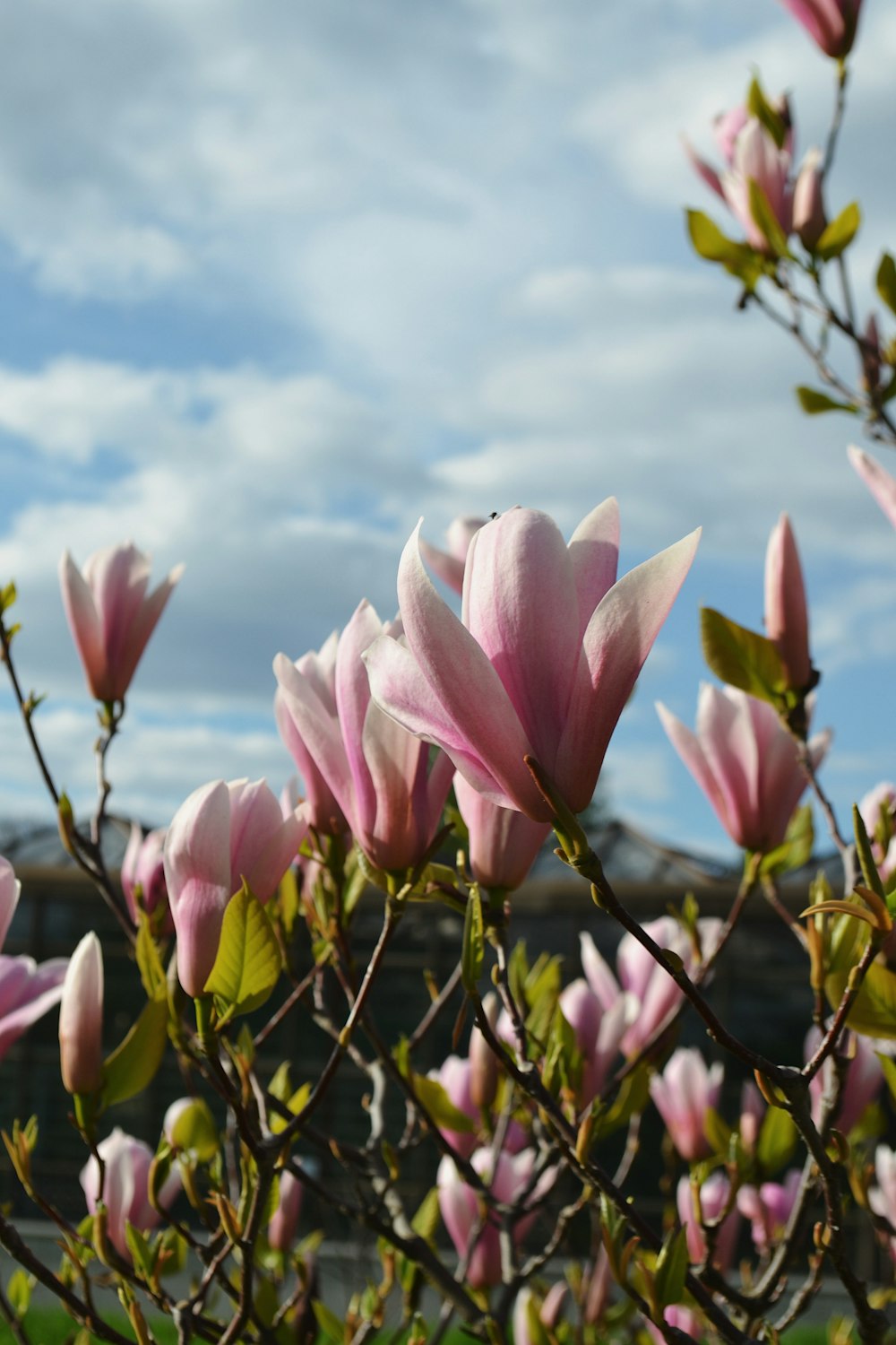 a bunch of pink flowers on a tree